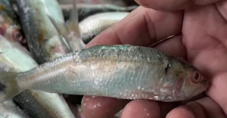Sardine fish pickle and chammanthippodi