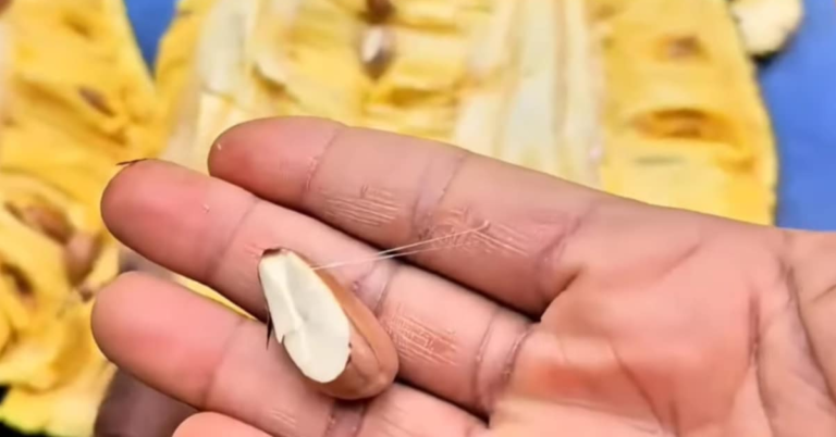Jackfruit seed business
